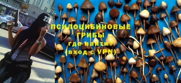 прущие грибы Алзамай