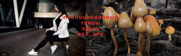 стаф Аркадак